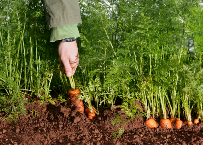 土壤酸堿度測(cè)量?jī)x怎么用？